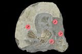 Four Fossil Crinoids (Eretmocrinus & Dichocrinus) - Gilmore City, Iowa #157206-1